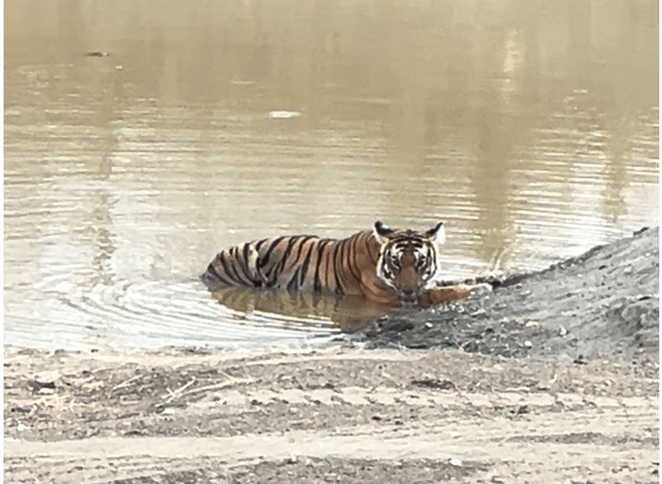 Kabini: Wild Encounters